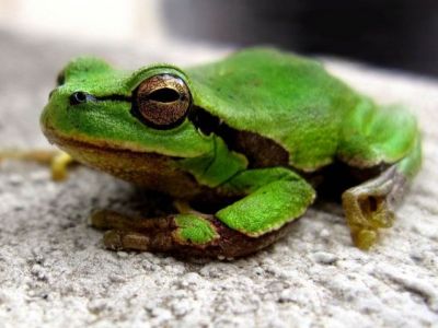 verde_rana_HD