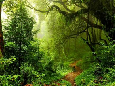 Foresta-amazzonica-pluviale-firenze-toscana-ambiente